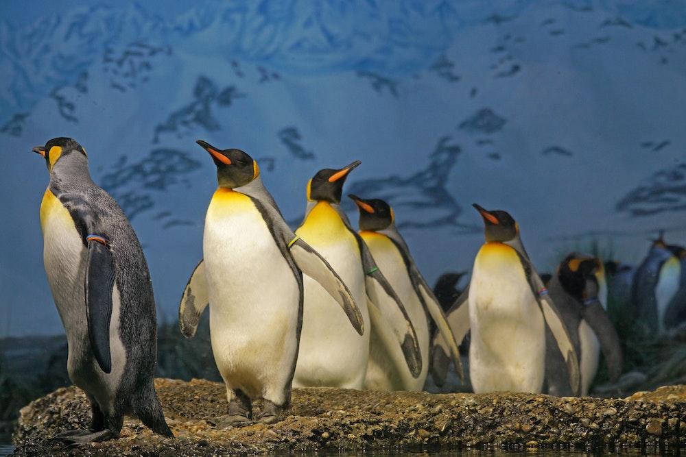 What Do Penguins Do at Night? A Quick Guide to Penguins Sleep