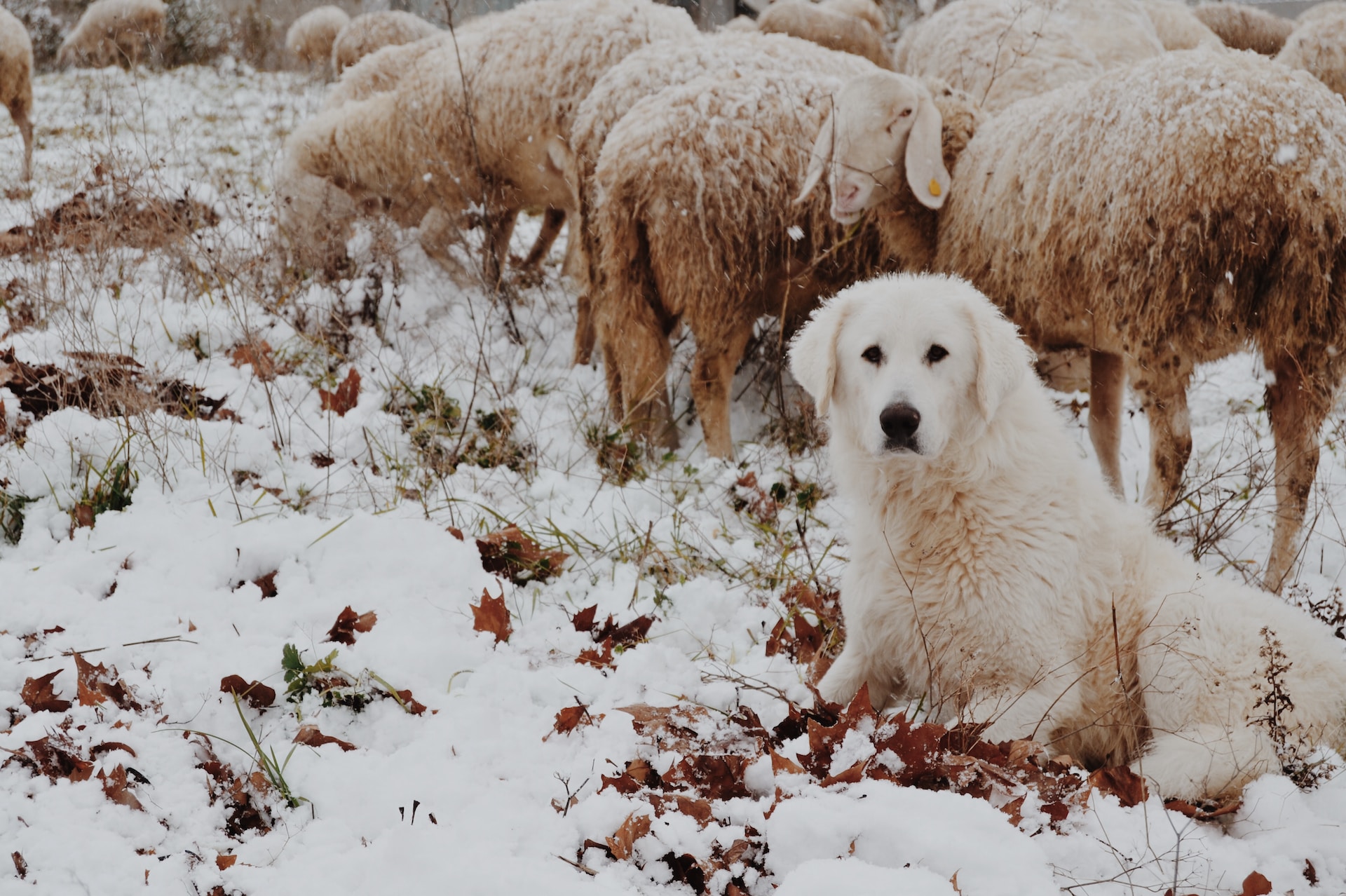 A Comprehensive Guide to Training Your Sheepdog