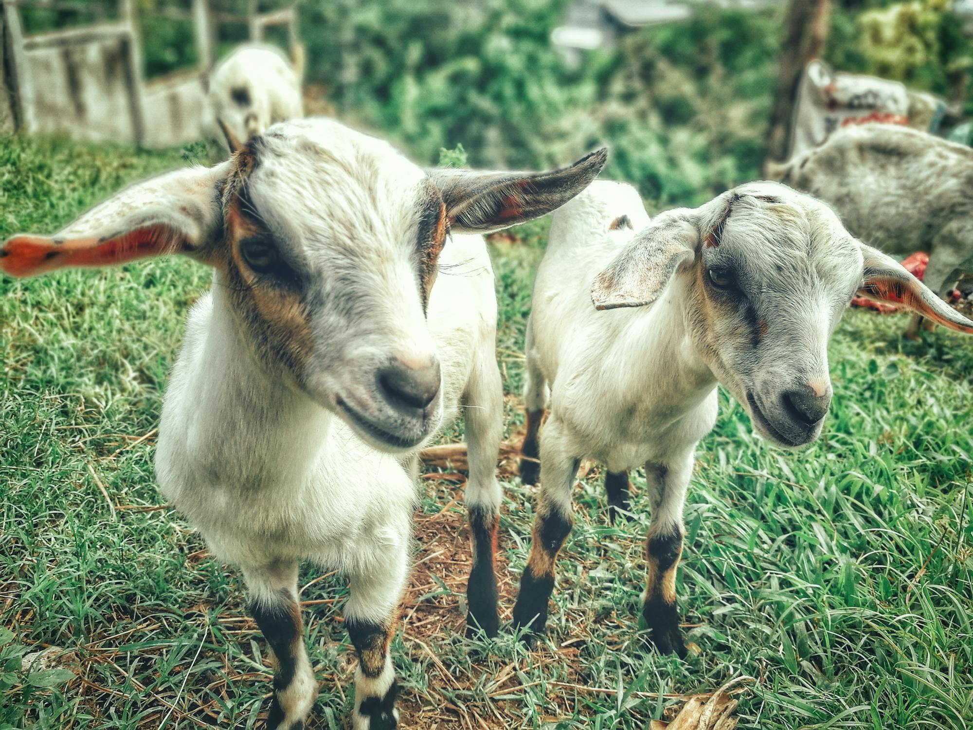 Let’s Talk About Goats: Goat Diet, Habits and Behaviour