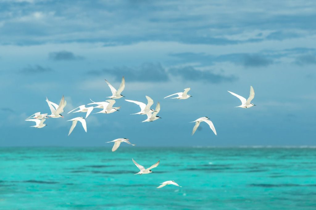 seagulls blue sky