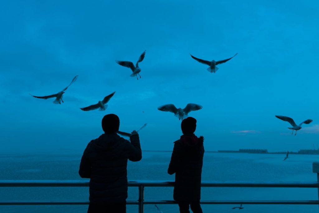 seagulls habits