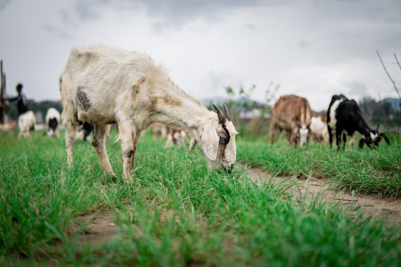 types of goats