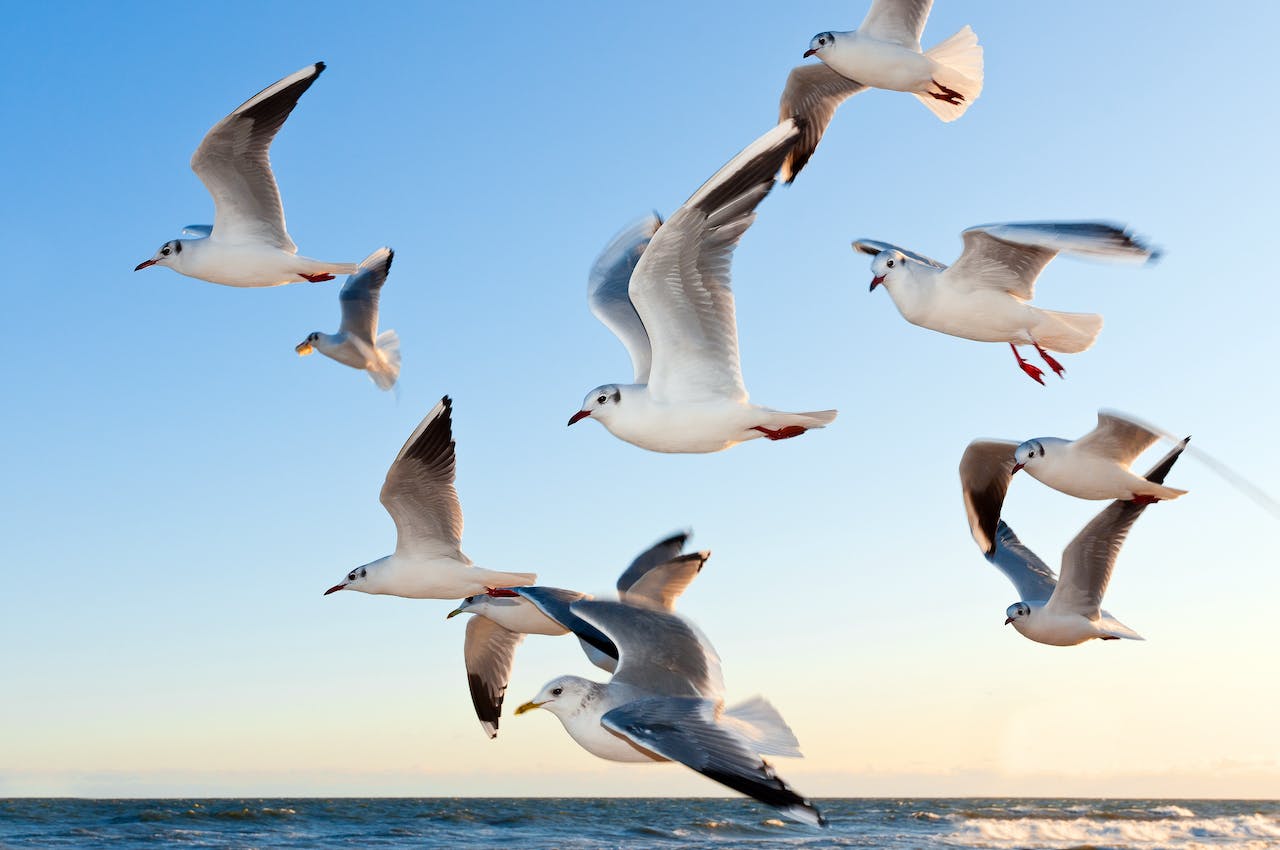 Seagulls: Their Eating Habits, Behavior and More