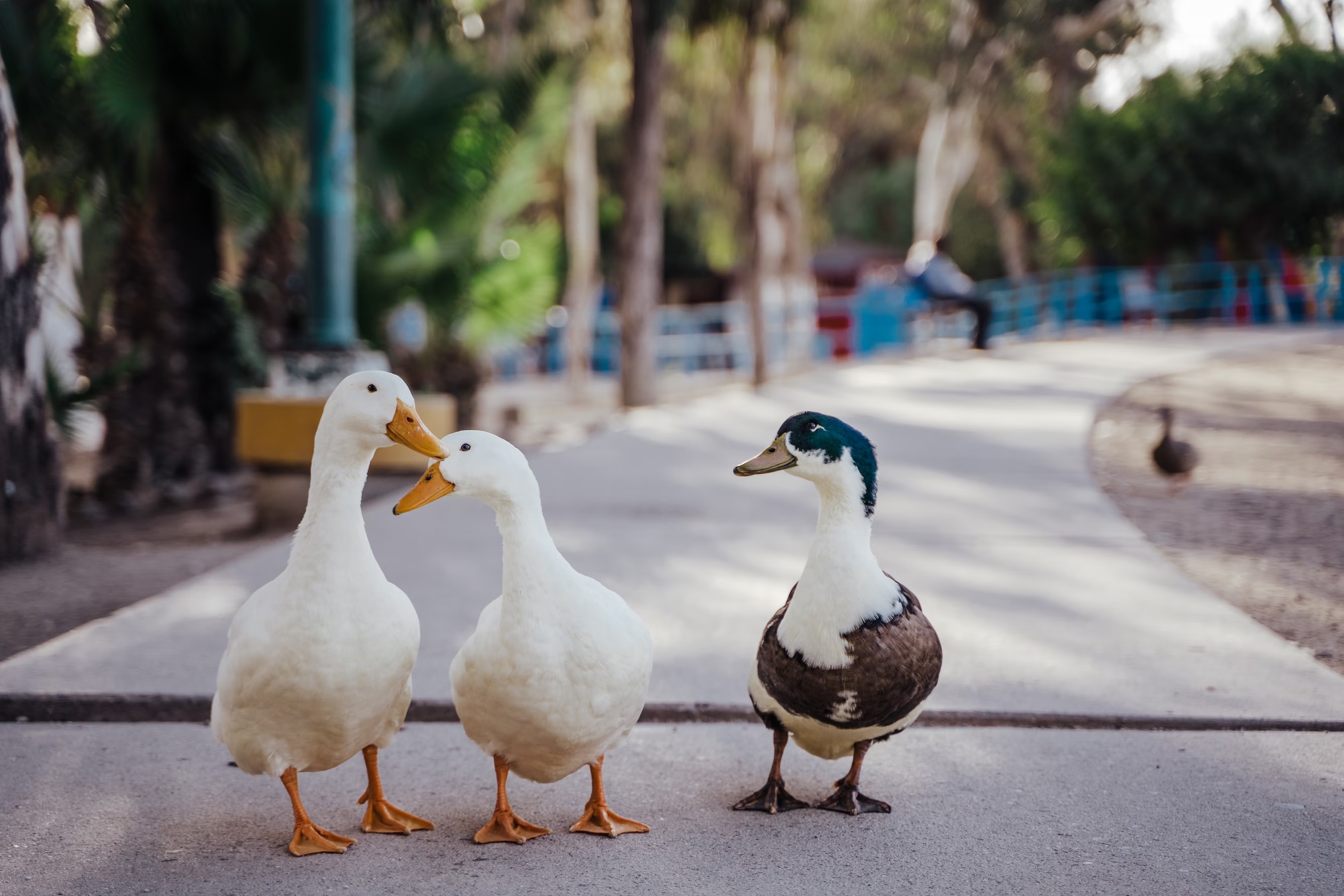 ducks in the wild