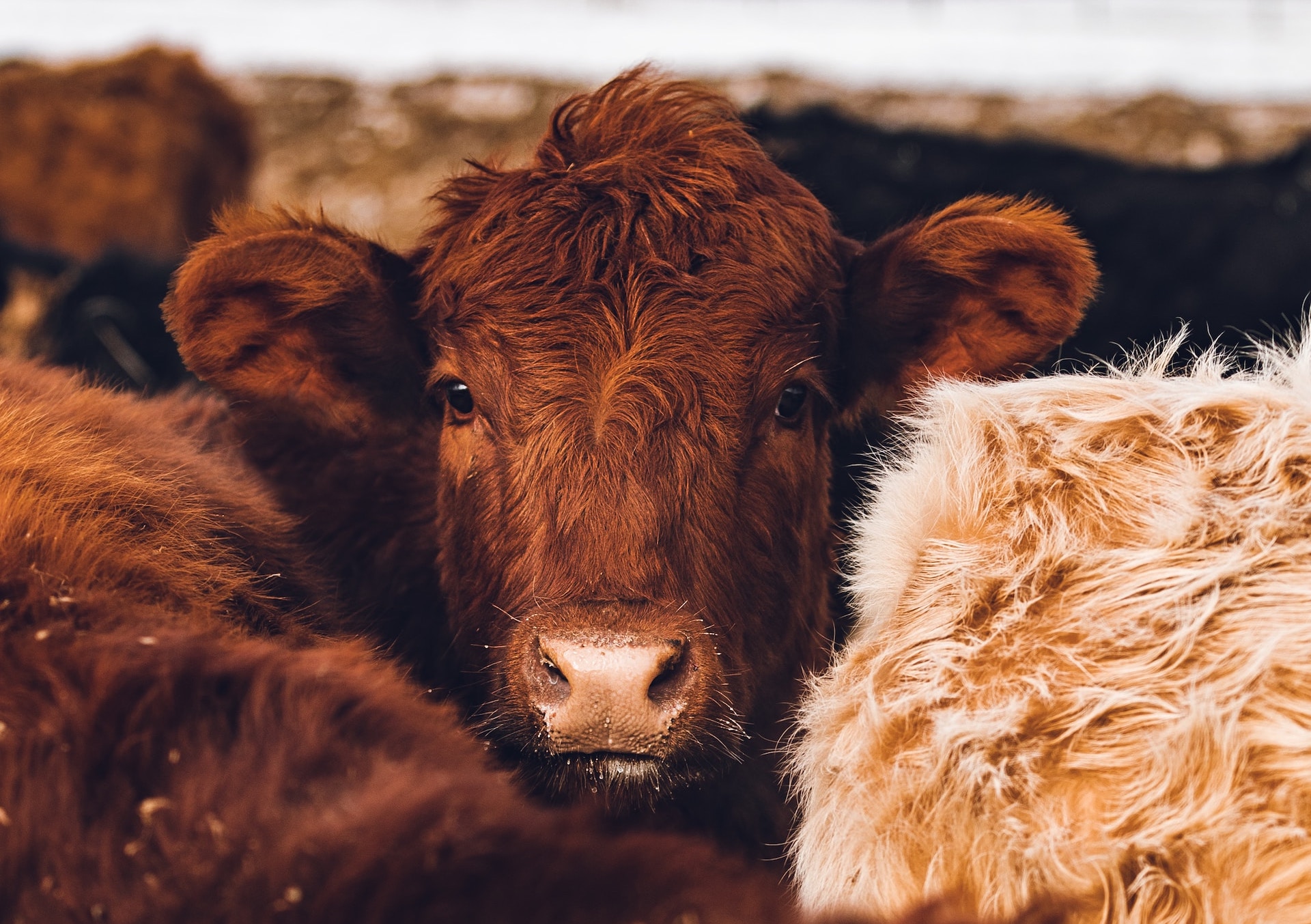 Catching Some Z’s: Understanding How Cows Sleep