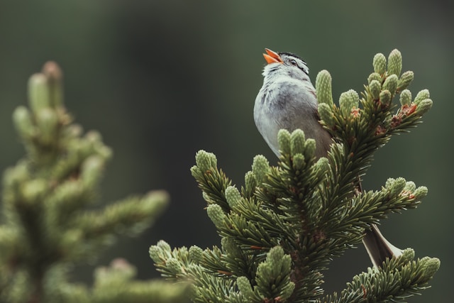 Nature’s Symphony: Understanding How Birds Use Their Songs