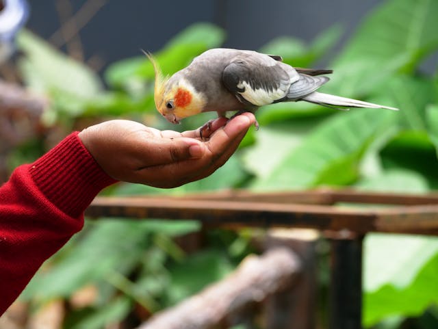 Cockatiels red cheeks