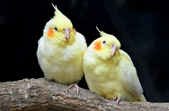 Cockatiels: The Charming Parrots with Red Cheeks