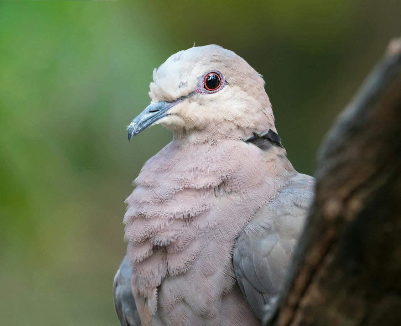 What to Do If You Find a Dove Sitting on the Ground and Not Moving