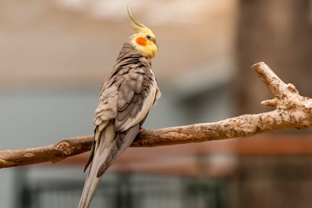 Cockatiels parrots