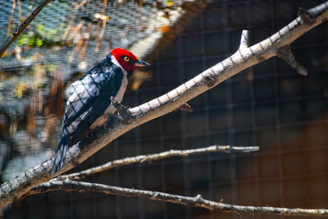 Woodpeckers kill trees