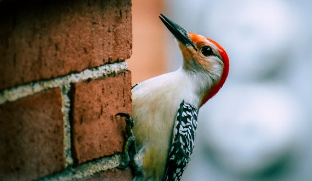 Woodpeckers