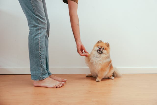 Finnish Spitz character