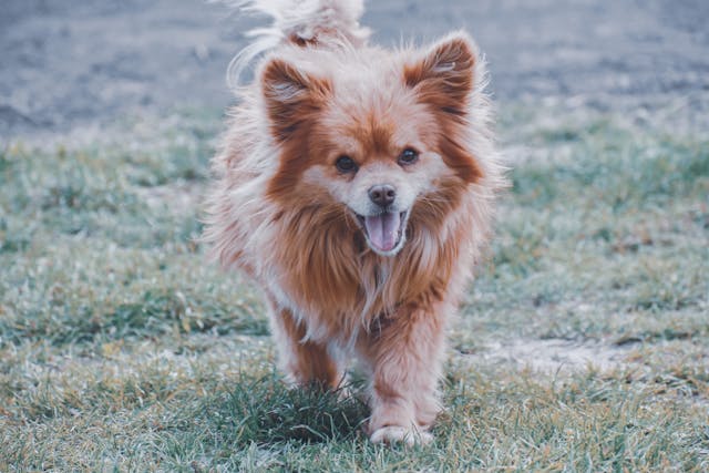 finnish spitz brown