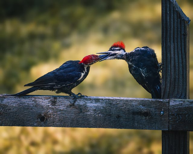 Do Woodpeckers Live in Trees? Understanding Woodpecker Habitats and Behavior