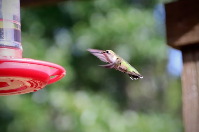 5 Species of Hummingbirds in New York: A Complete Guide